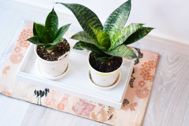 Benefits of Houseplants for Clean Air