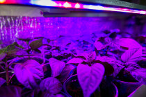 LEDs take greenhouses into the future