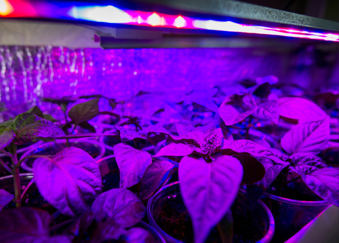 LEDs take greenhouses into the future