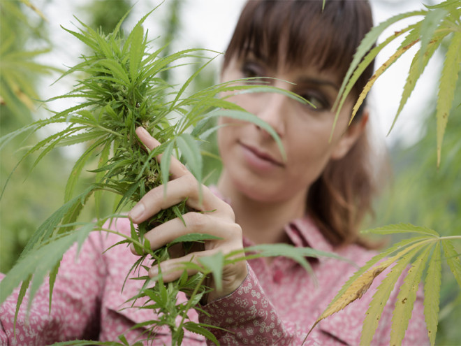 Industrial Hemp Cultivation: A Budding Industry in the United States