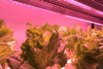 Why We Love LED Grow Lights (And You Should, Too!)